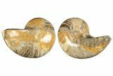 Jurassic Cut & Polished Nautilus (Cymatoceras) Fossil -Madagascar #247486-1